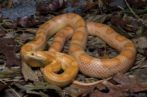 Cornsnake Pantherophis Guttatus Female Amel Motley Het Ane Flickr