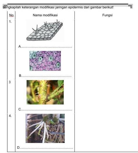 Detail Contoh Jaringan Epidermis Koleksi Nomer