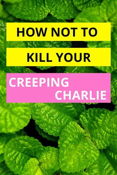 Creeping Charlie Houseplant Care from A to Z