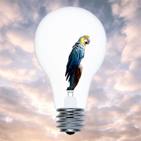 Full Spectrum Light Bulbs For Birds Shelly Lighting