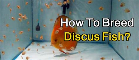 Steps On How To Breed Discus Fish Complete Guide Discus Rescue