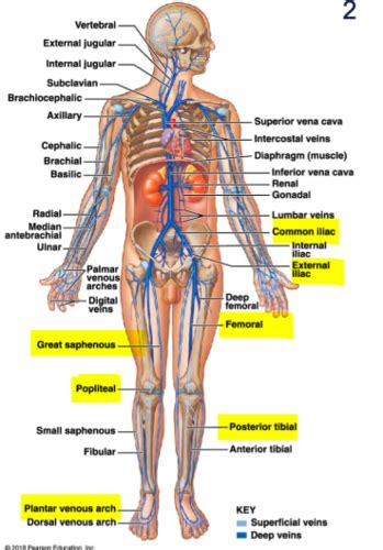 Veins Flashcards Quizlet