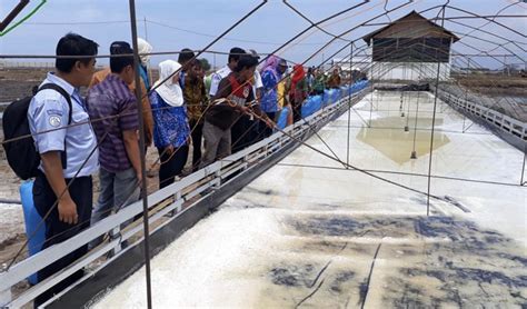 Antisipasi Penurunan Produksi Garam Dkp Jatim Siapkan Konsep Hulu Hilir