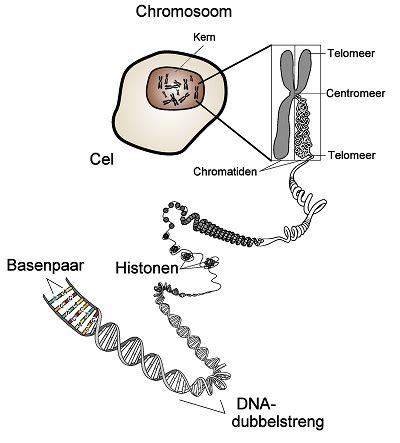 Dna En Chromosomen Jeugd Cultuur En Wetenschap