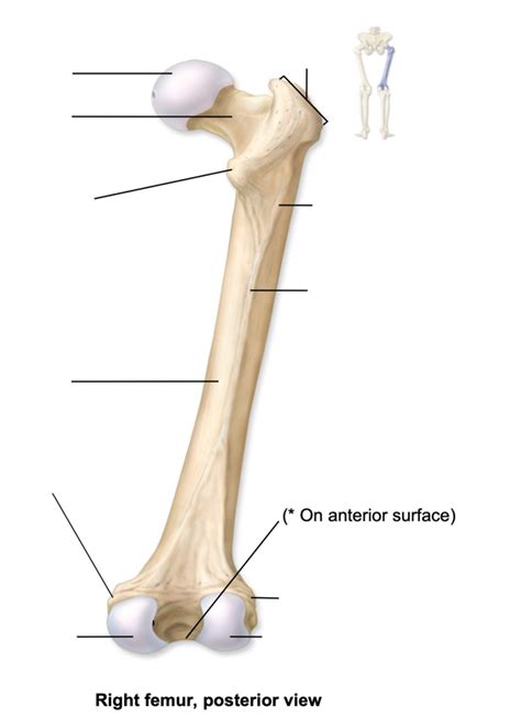 Right Femur Posterior View Unit Lab Practical Diagram Quizlet