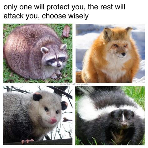 Raccoon or skunk. Both very large bois. : r/Raccoons