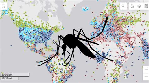 El mapa definitivo de los mosquitos con un clic puedes saber qué tipos