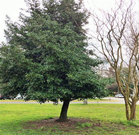 Beilschmiedia berteroana C Gay Kosterm Flora y Fauna UdeC Chillán