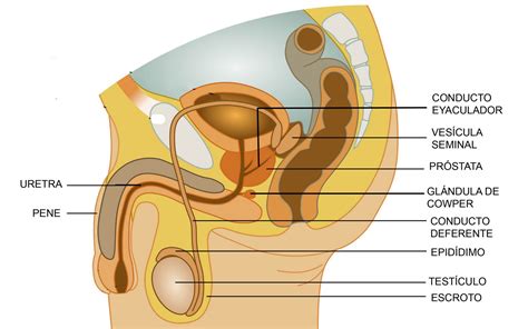 Proyecto De Educaci N Sexual Aparato Reproductor Masculino