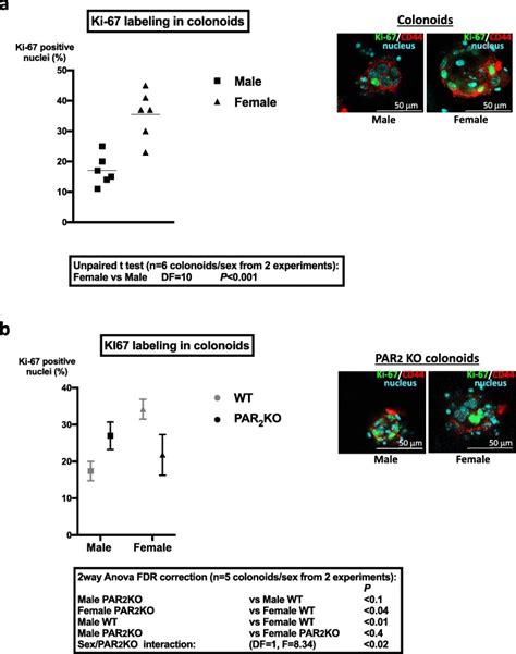 Sexual Dimorphism In Par2 Dependent Regulation Of Primitive Colonic