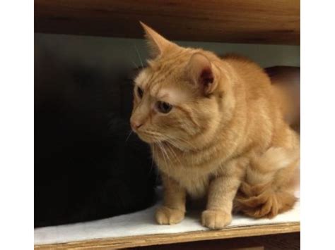 Can You Help These Older Cats Find A Home Wilton Ct Patch