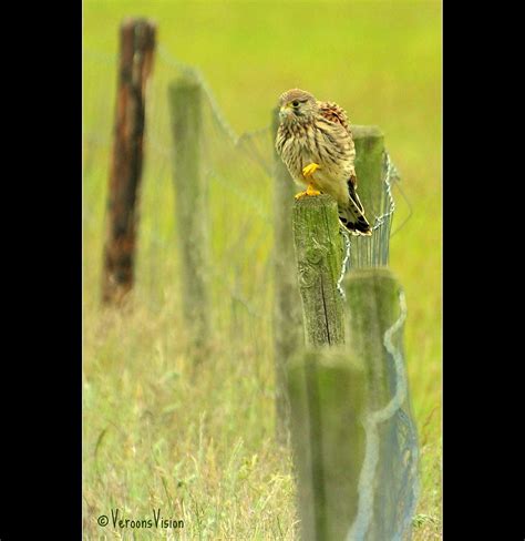 Torenvalk Kestrel Chicken Just Flew Out I Saw Thr Flickr