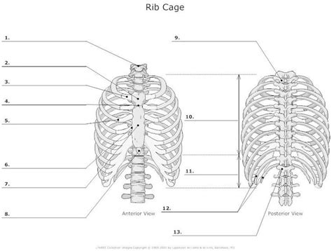 Diagram Of Rib Cage Diagram Quizlet