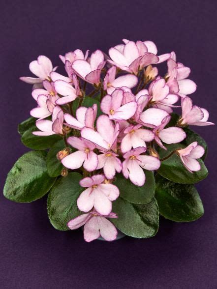 African Violet Varieties Artofit