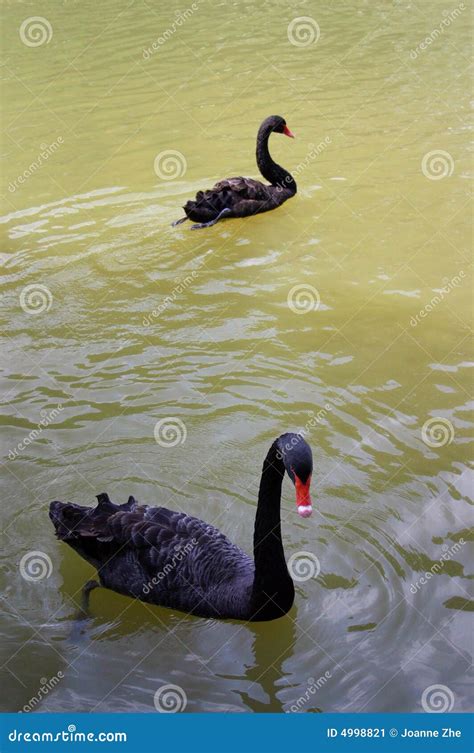 Dos Cisnes Negros Que Nadan Imagen De Archivo Imagen De Animal