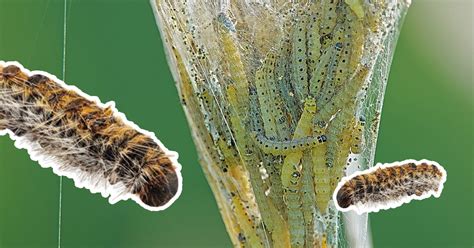 Invasion De Chenilles Processionnaires Comment Lutter Plantes Et