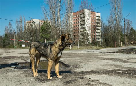 Dogs In Chernobyl Are Evolving Faster New Study Claims