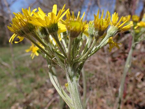 Tephroseris Helenitis Subsp Helenitis