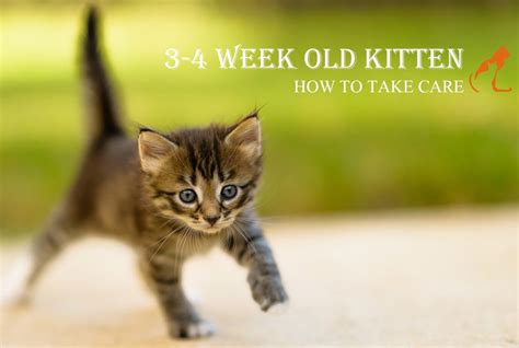 How To Take Care Of 3 4 Week Old Kittens