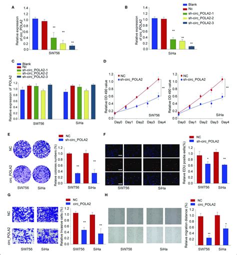 Silencing Circ Pola Inhibits Cervical Cancer Cell Proliferation