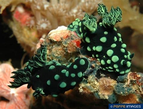 Nembrotha Cristata Poppe Images