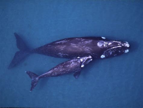 Baleen Whales: All you need to know about them...