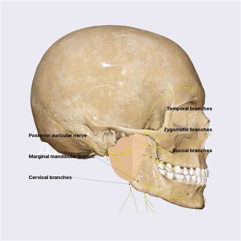 Zygomatic Nerve