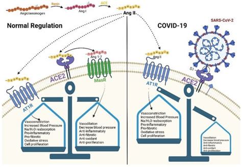 Vaccines Free Full Text A Closer Look At Ace2 Signaling Pathway And