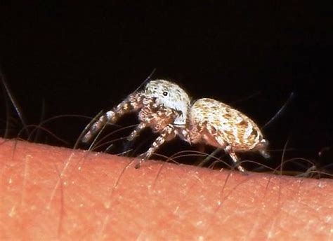 Jumping Spider Pelegrina Galathea BugGuide Net