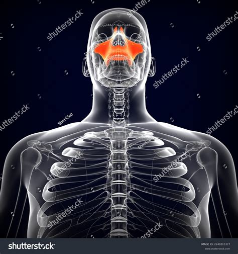 human skull maxilla bone medical illustrationd stock illustration