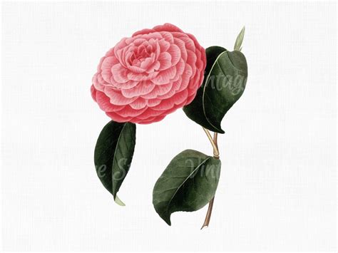 Flower Clipart Camellia Digital Download Svg Files For Cricut