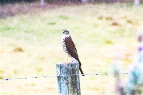 Collared Sparrowhawk From Jarrahmond VIC 3888 Australia On April 6