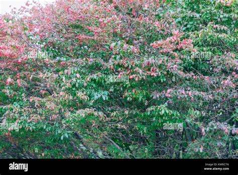 Burning Bush In Spring