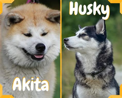 Husky Vs Akita A Detailed Comparison Of Both Dog Breeds Officially