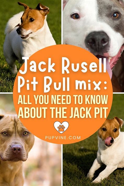 Jack Russell Pit Bull Mix All You Need To Know Artofit