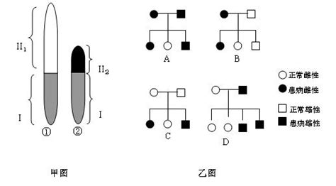 下面甲图为某动物的一对性染色体简图①为y染色体②为x染色体①和②有一部分是同源的该部分基因互为等位另一部分是非同源的甲图中的