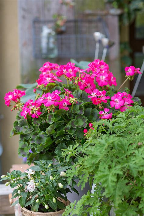 Pelargonie Pelargonium Bild Kaufen 13671444 Gartenbildagentur