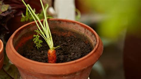 Cómo Sembrar Zanahorias Fácilmente En Una Maceta