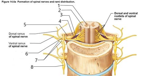 Bio 004 Human Anatomy Spinal Nerves Diagram Quizlet