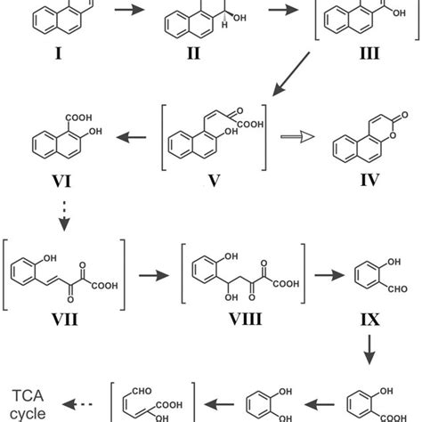 Structure Of Phenanthrene The Simplest Pah Containing Bay And K Region Download Scientific