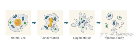 细胞凋亡检测方法 知乎
