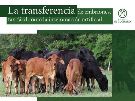 La Transferencia De Embriones Tan F Cil Como La Inseminaci N Artificial