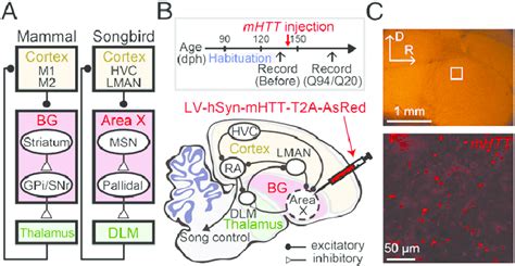 Expression Of Mhtt In The Songbird Bg A Simplified Schematic Showing