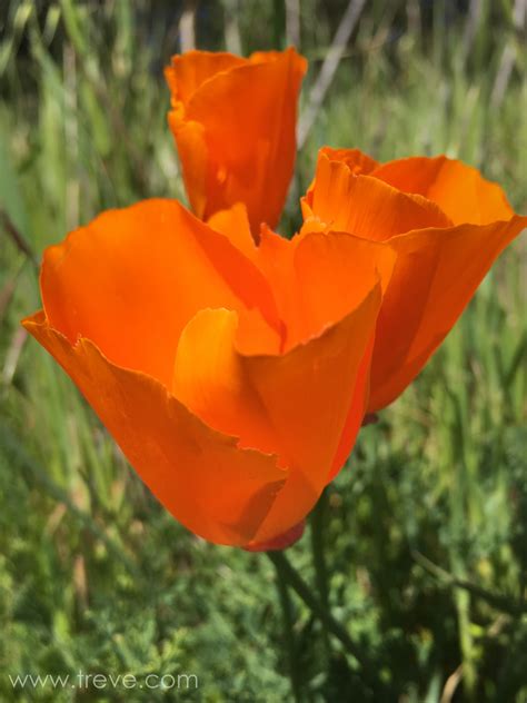 Tilden Park – where's treve?