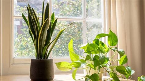 How To Choose And Grow The Perfect Snake Plant Companion Plants