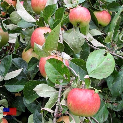 200 Heirloom Gala Apple Seeds Organic Delicious Fruit Ebay