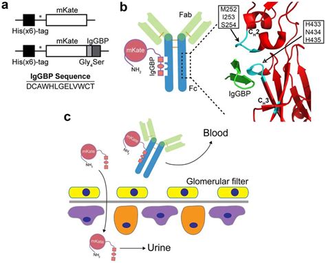 Iggbp Fusion As A Strategy To Improve Protein Half Life By Targeting