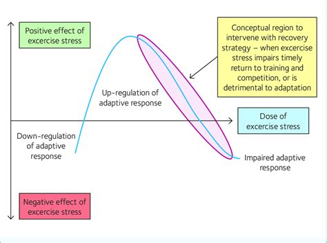 The Hormesis Model Of Recovery From Exercise Induced Muscle Damage