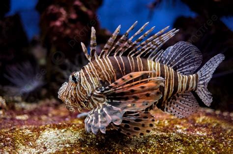 Red Lionfish Pterois Volitans Venomous Coral Reef Fish Underwater Red