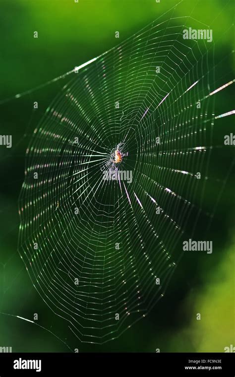 Weaver Spider in Spiderweb Stock Photo - Alamy